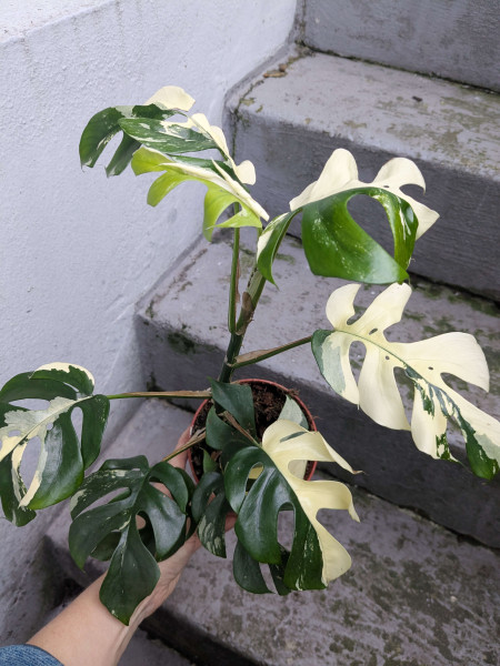 Raphidophora tetrasperma variegata - C