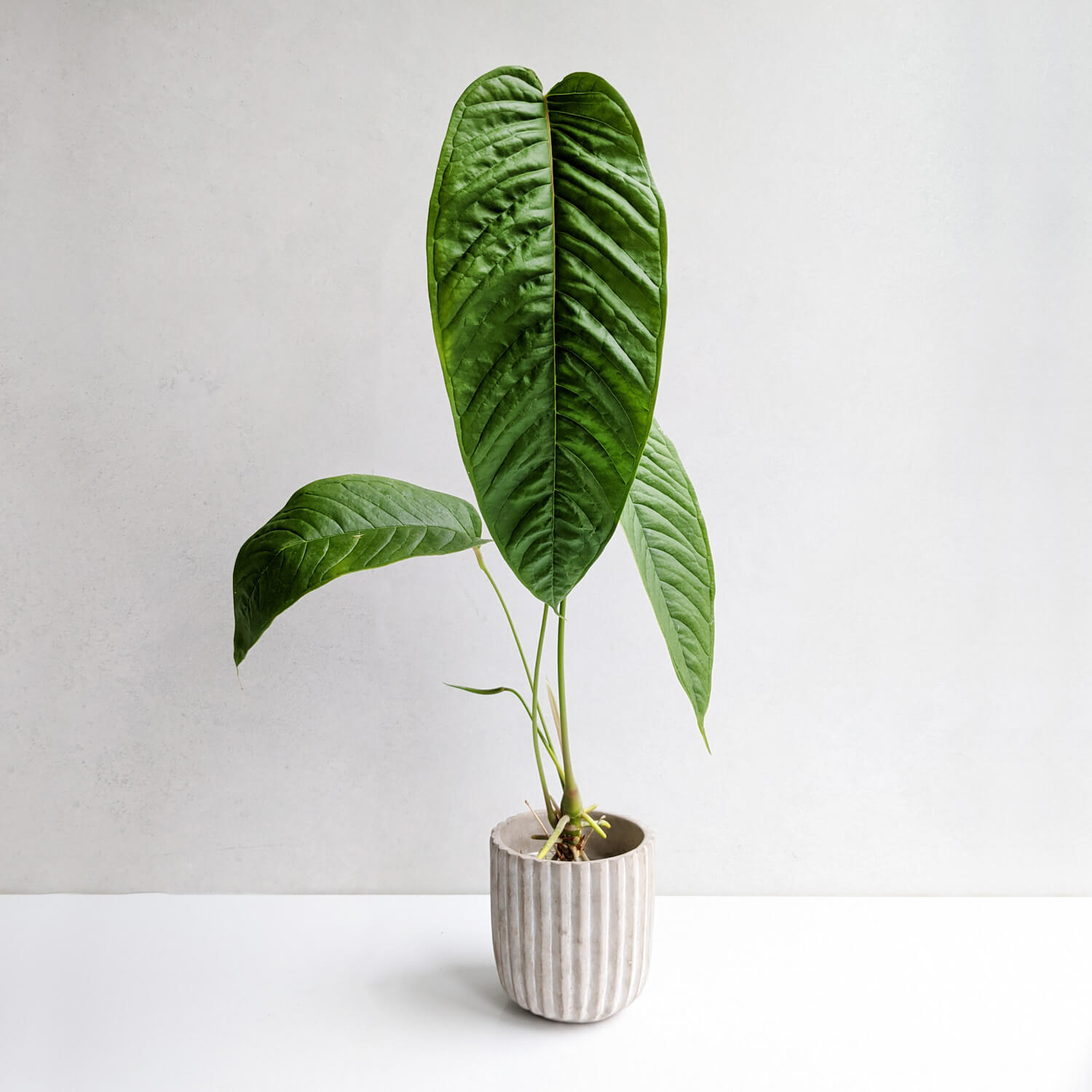 Anthurium cuspidatum | Anthurium | Plants | We Love Aroids
