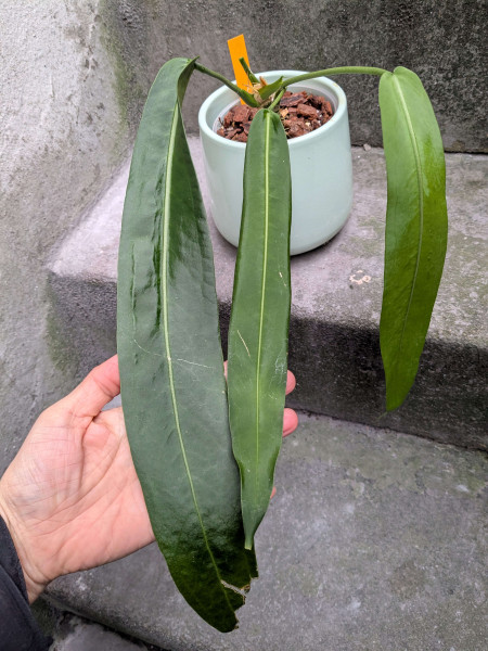 Anthurium pallidiflorum - D