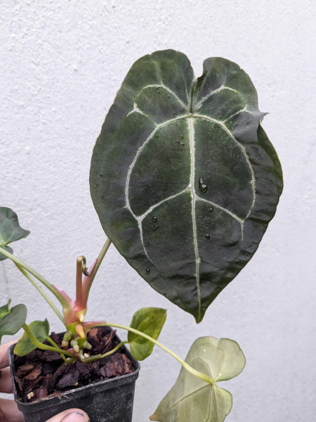 Anthurium forgetii silver dark x unknown - selected Seedling B