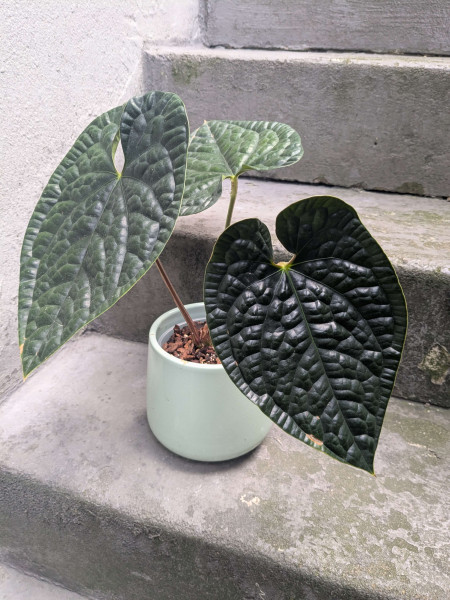 Anthurium luxurians - C