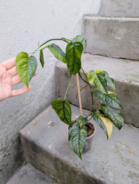 Monstera siltepecana variegata big - A