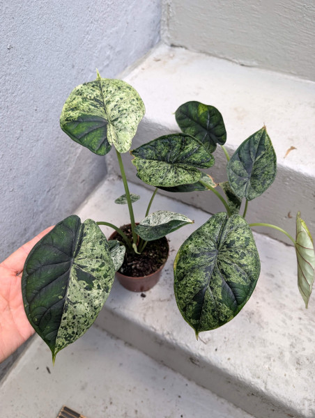 Alocasia Dragon Scale mint variegata
