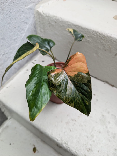 Homalomena Pink Diamond variegata - B