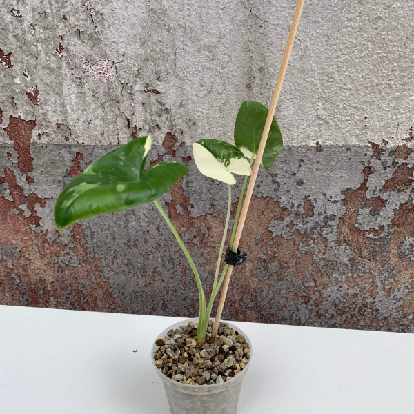 Alocasia macrorrhiza variegata - Babyplant - A