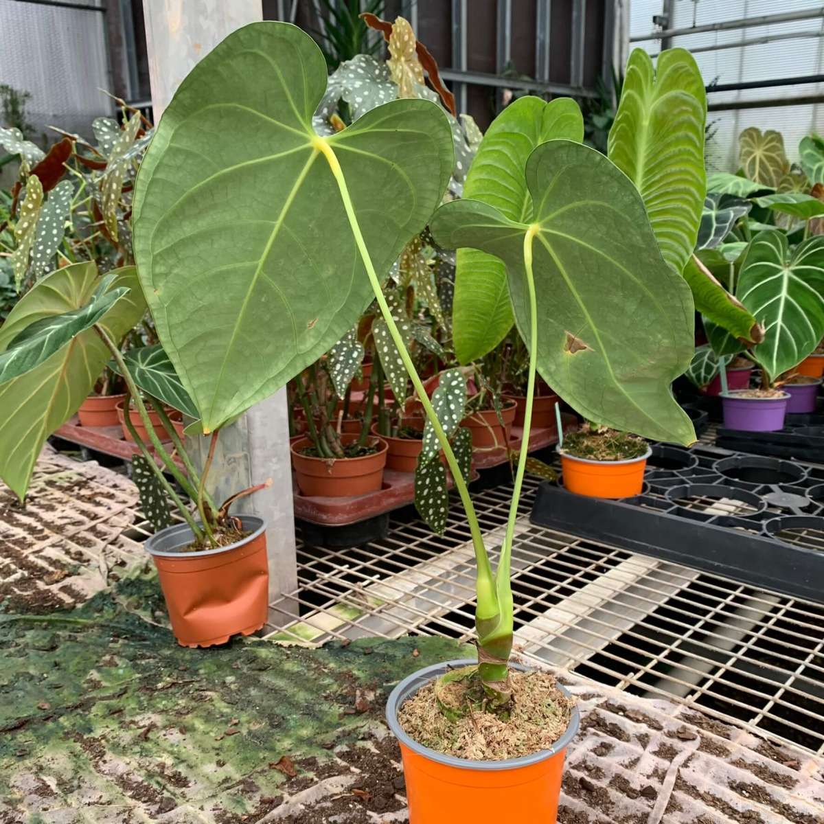Anthurium Regale Hybrid — Aroidasia