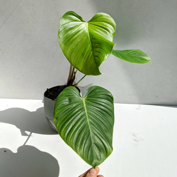 Philodendron quelellii round form