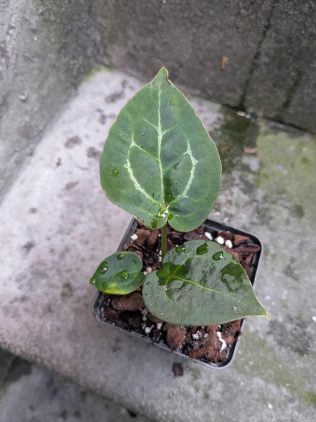 Anthurium DocBlock Michelle x forgetii or papillilaminum X1 - selected Seedling B