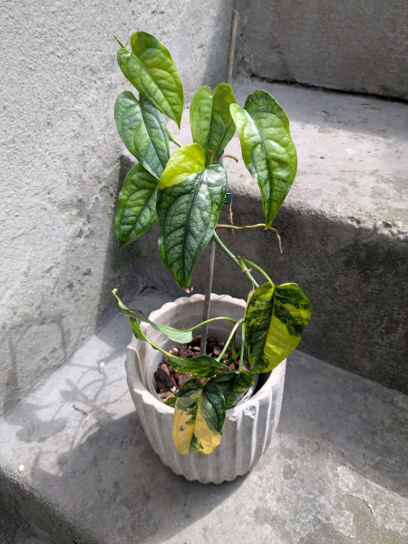 Monstera siltepecana variegata - B