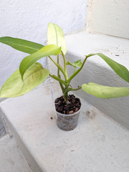 Philodendron Whipple Way - small