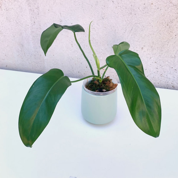 Philodendron Jerry Horne – small
