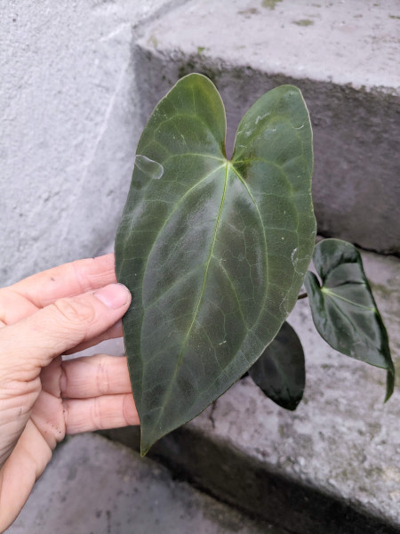 Anthurium regale aff x RVDP - selected Seedling B