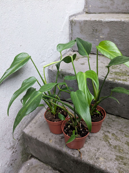 Monstera Burle Marx Flame - medium