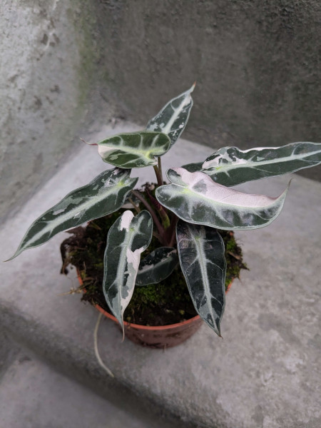 Alocasia Bambino pink variegata - A