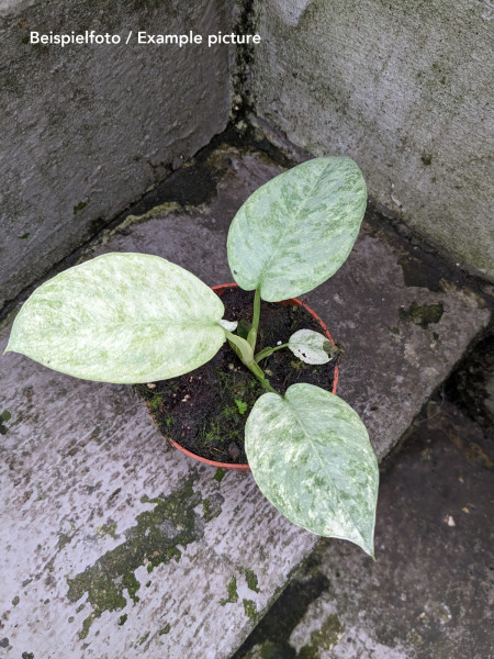 Schismatoglottis longispatha variegata