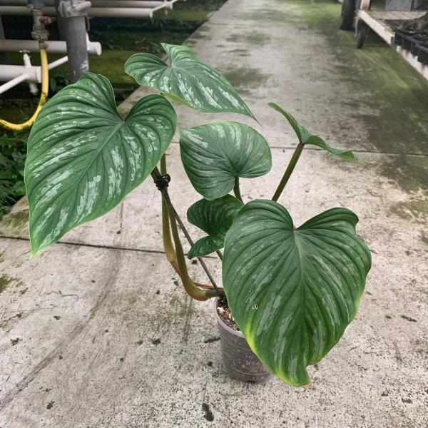 Philodendron Mamei – A