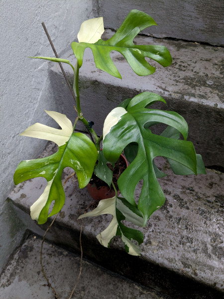 Rhaphidophora tetrasperma variegata - E