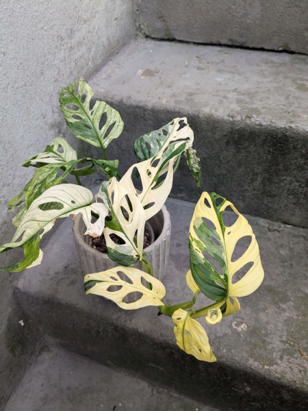 Monstera adansonii variegata - B