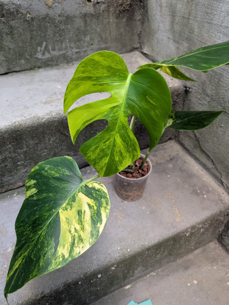 Monstera aurea variegata - A