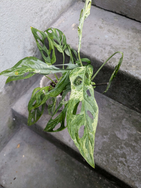 Monstera adansonii Indonesien marble - big