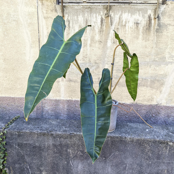 Philodendron billietiae – XXL