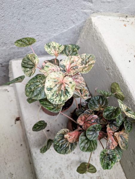 Peperomia Pink Lady variegata