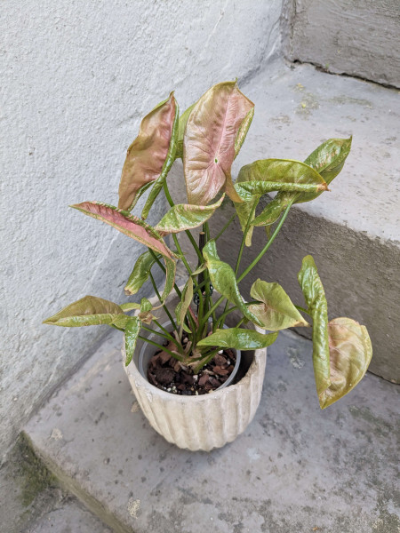 Syngonium Mosaic