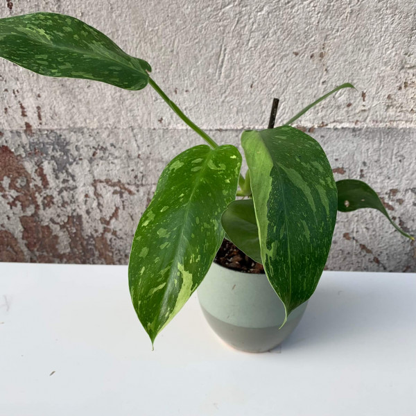 Philodendron Jose Buono small - D1