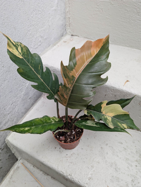 Philodendron Caramel Marble - D
