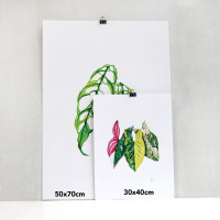 We love Aroids x JB Botanical Arts „ANTHURIUM TRIO“ 30x40cm - 150g fine art print