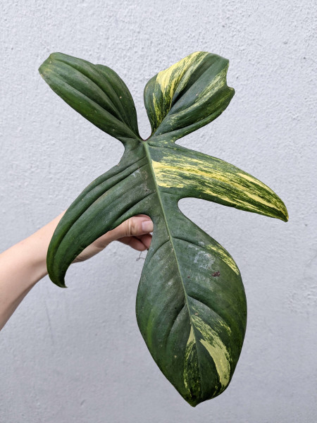 Philodendron Florida Beauty - Stem cutting - C