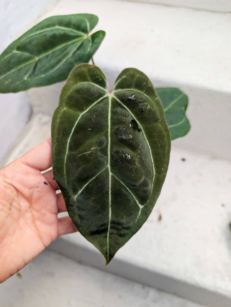 Anthurium Black Sweet self x Red Spider - D