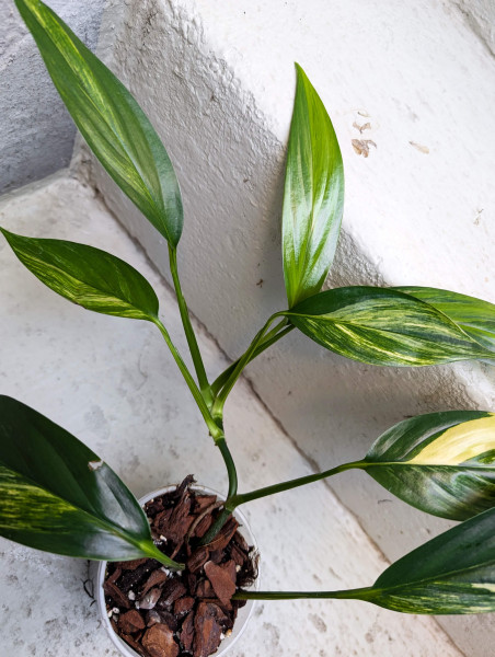 Epipremnum amplissimum aurea variegata - A