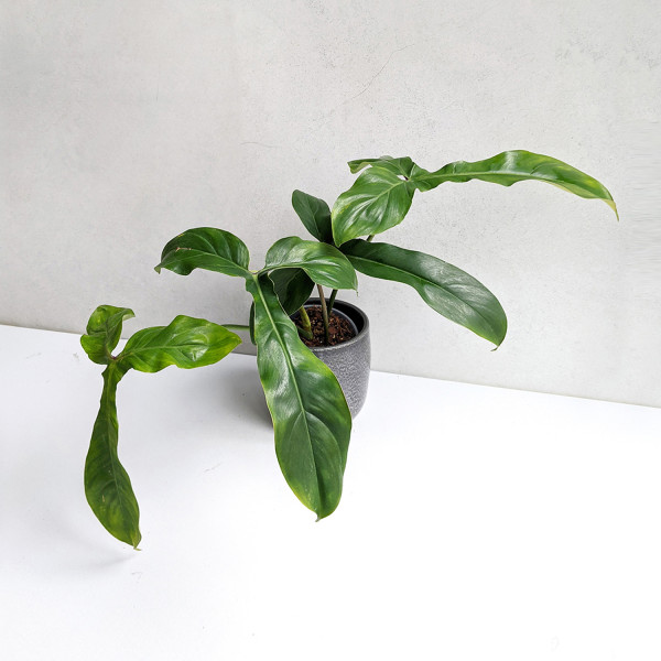 Philodendron 68696 large – A