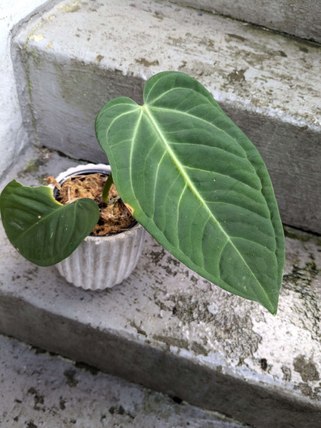 Anthurium villenaorum x radicans - Sad Plant