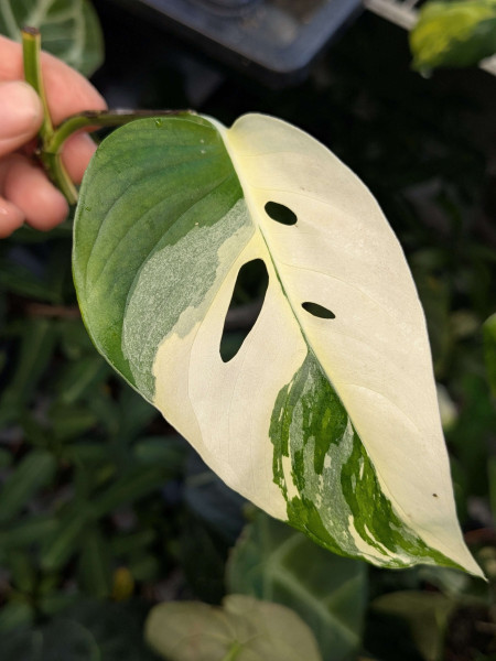 Monstera laniata mint variegata - stem cutting