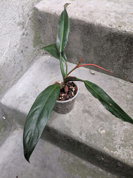 Philodendron bicolor - small