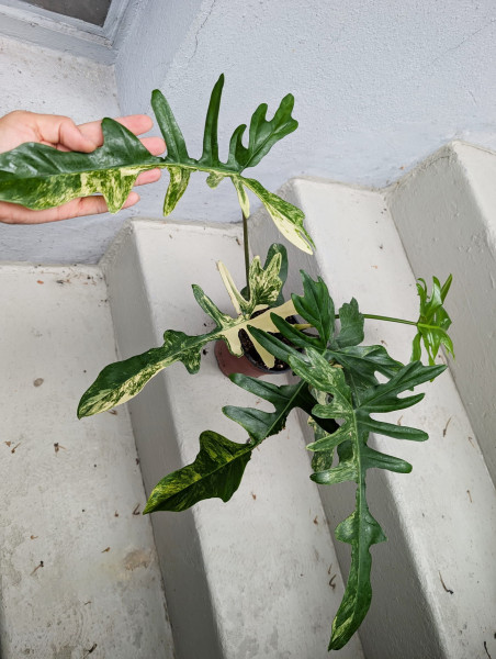 Philodendron Kitina - A