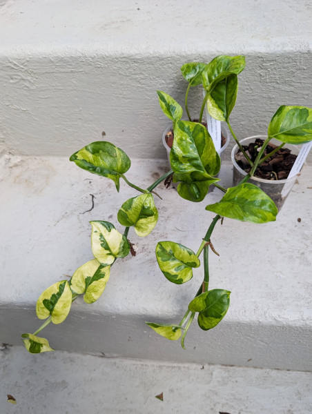 Epipremnum Lemon Meringue