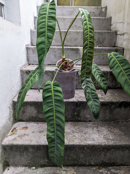 Philodendron patriciae - XL