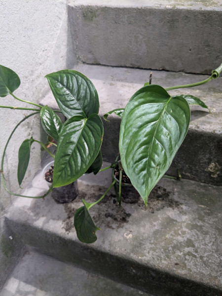 Monstera obliqua amazonica
