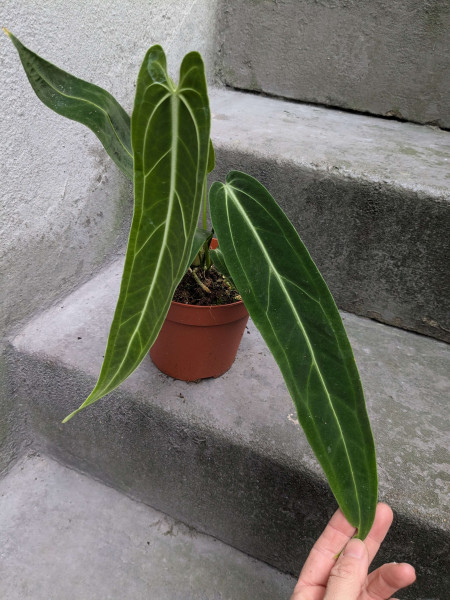 Anthurium warocqueanum 'narrow form'- E