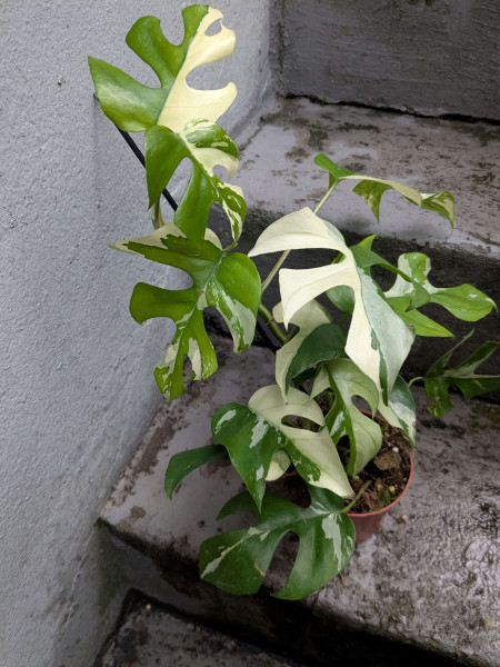 Rhaphidophora tetrasperma variegata - D