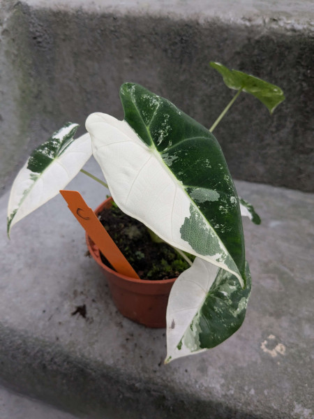 Alocasia Frydek variegata small - C