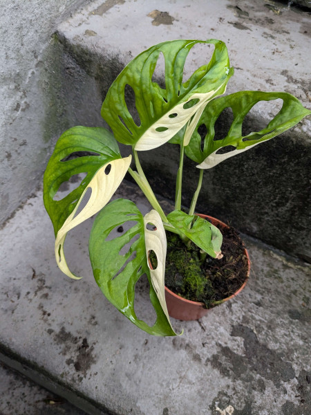 Monstera adansonii variegata - D