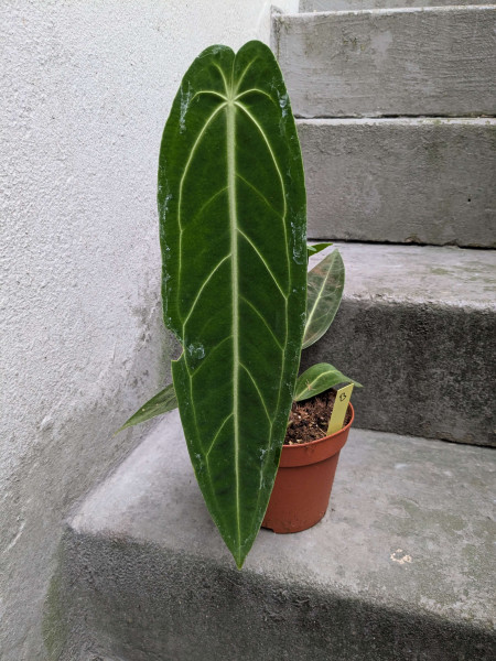 Anthurium warocqueanum - B