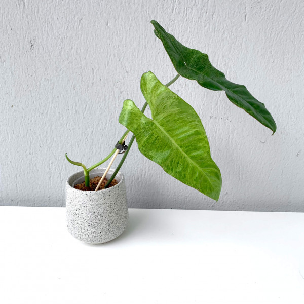 Philodendron Paraiso Verde – small