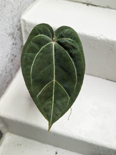 Anthurium Black Sweet self x Red Spider - selected plant H