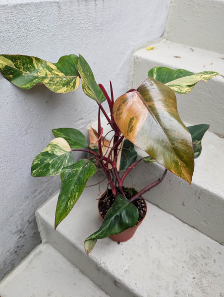 Philodendron Strawberry Shake big - C