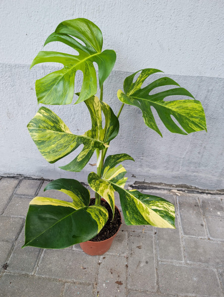 Monstera aurea variegata - G